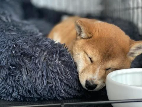 Shiba Inu puppy sleeping after eating Stock Photos