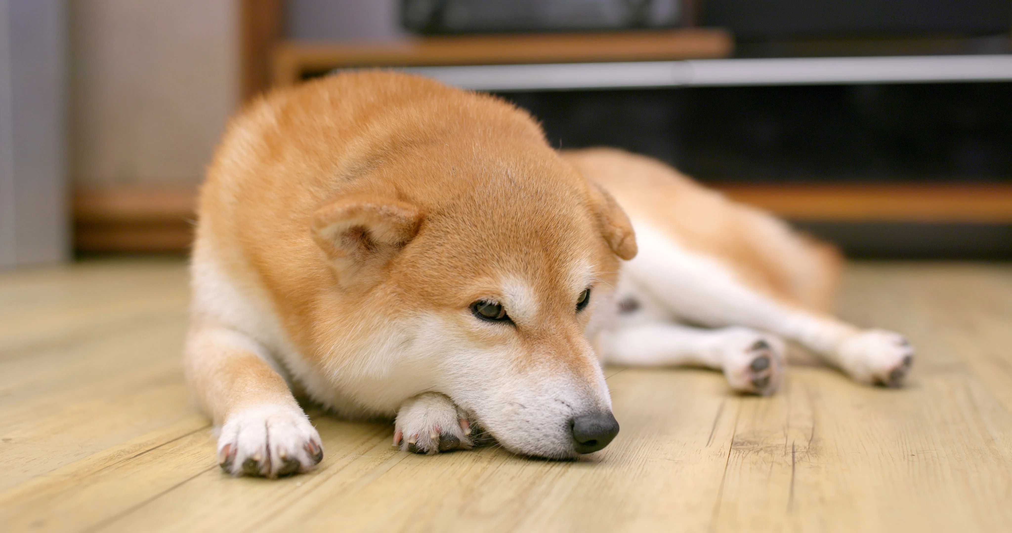 Sleepy cheap shiba inu