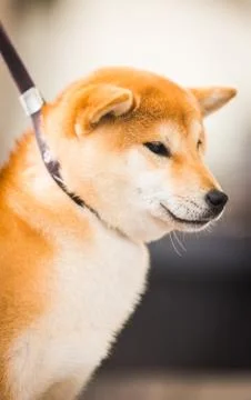 Shiba Foto stock