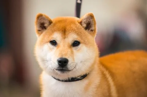 Shiba Foto stock