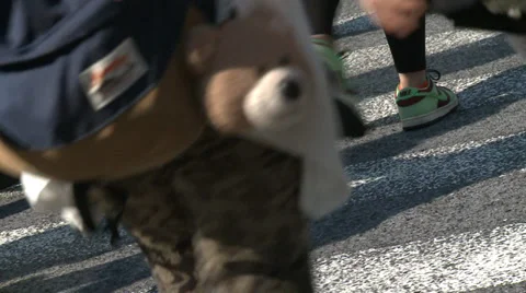 Shibuya Crossing Vídeo Stock 32240083