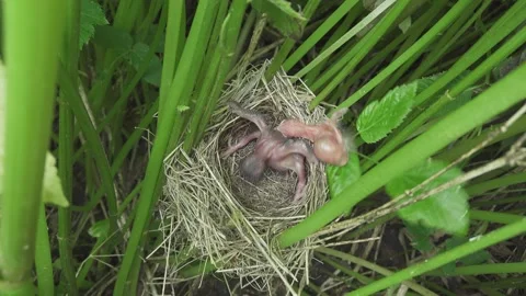 Сhick of Common Cuckoo throws chick out of the nest. Bird nestling. Video stock 155721434