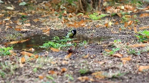 Сhickadee bathed in a pool Stock Footage 68809464