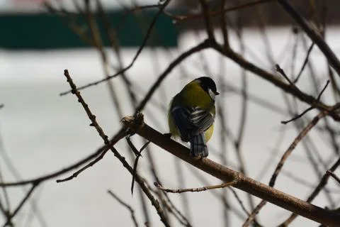 Сhickadee Foto stock