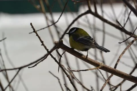 Сhickadee Foto stock