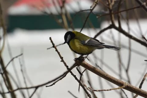 Сhickadee Foto stock