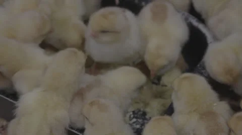 Сhickens on the farm Stock Footage 33448436