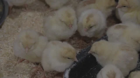Сhickens on the farm Stock Footage 33448438