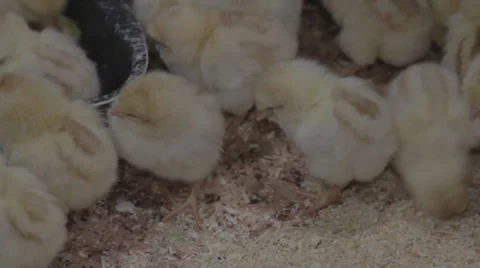 Сhickens on the farm Stock Footage 33448443