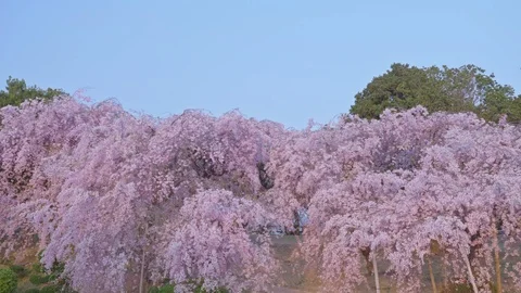 Shidaresakura1 Stock Footage 91115445