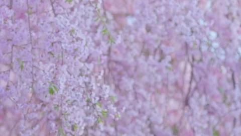 Shidaresakura2 Stock Footage 91115385