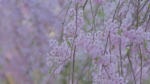 Shidaresakura3 Stock Footage 91115352