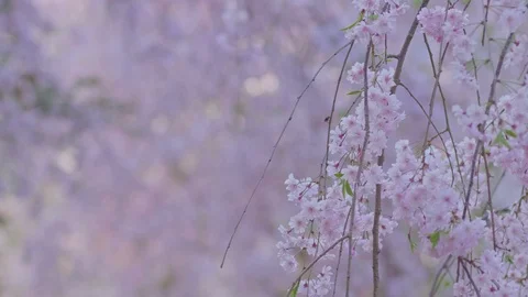Shidaresakura4 Stock Footage 91115220