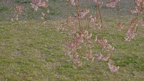 Shidaresakura5 Stock Footage 91114815