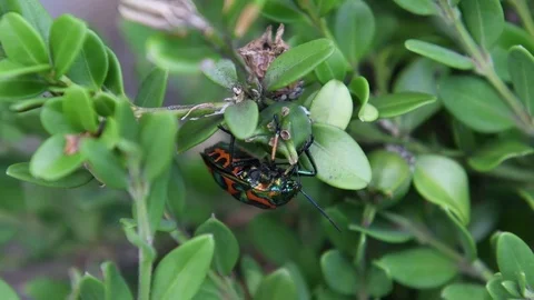 Shield-backed bug &amp; boxwood fruit Stock Footage 83470073