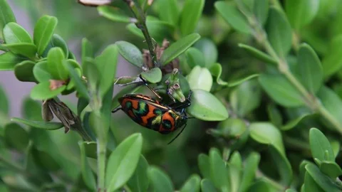 Shield-backed bug &amp; boxwood fruit Stock Footage 83470091