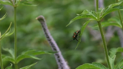 Shield-backed bug sitting Stock Footage 83164588
