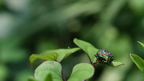 Shield-backed bug sitting Stock Footage 83186579