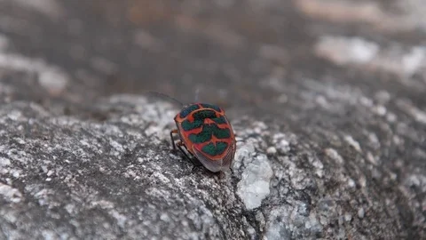 Shield-backed bug sitting Stock Footage 83467811