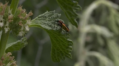Shield Beetle or Milkweed Bug Arrives on leaf Stock Footage 81797209
