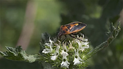Shield Beetle OR Milkweed Bug explores a flower Stock Footage 81906927