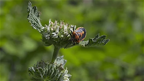 Shield Beetle or Milkweed Bug refreshing itself Stock Footage 81910748
