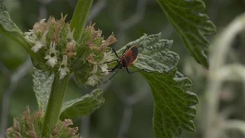 Shield Beetle or Milkweed Bug leaves flower, Stock Footage 81913699