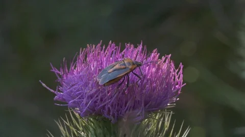 Shield Beetle OR Milkweed Bug explores a flower Stock Footage 85397779