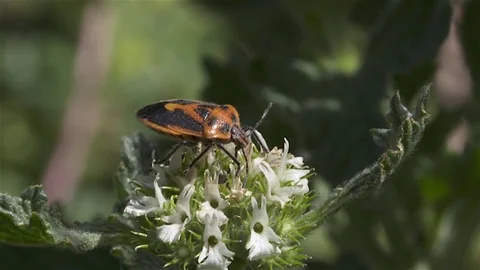 Shield Beetle probes flower Stock Footage 81987088