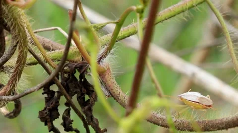 Shield bug (Acrosternum hilare) Stock Footage 6386380