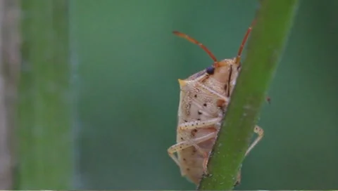 Shield bug (Acrosternum hilare) Stock Footage 8607869