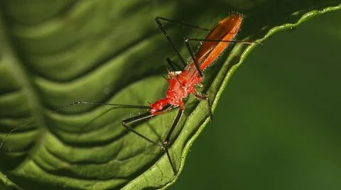 Shield Bug, Amazonia Stock Photos