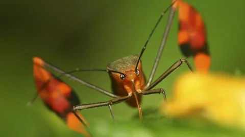 Shield Bug, Amazonia Stock Photos