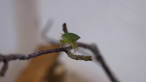 Shield Bug is Cleaning Antennas Stock Footage 135159355