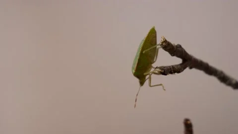 Shield Bug is Cleaning Antennas Stock Footage 135175549