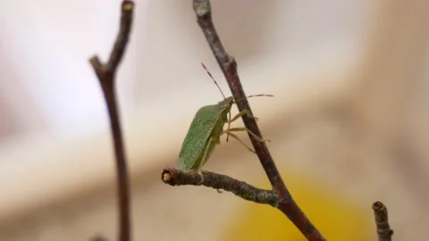 Shield Bug is Climbing Stock Footage 135159340