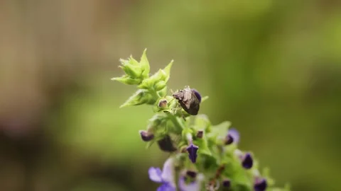Shield Bug Closeup Stock Footage 158239756