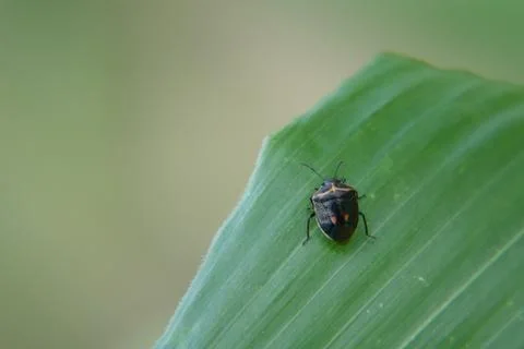 Shield Bug on a Corn Leaf Stock Photos