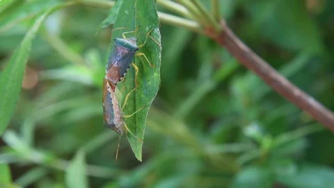 Shield bug couple mating Stock Footage 83469982