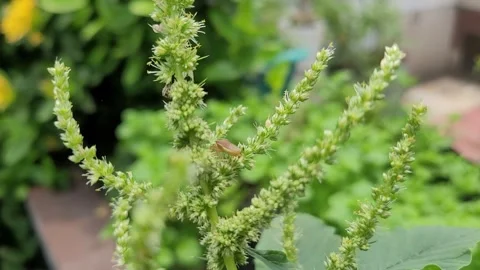 Shield Bug Crawling Across Flowering Amaranth Spikes in Garden 库存影片 337546759