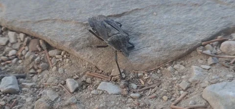 Shield Bug Crawling On Stone Outdoors Stock-Footage 341269554