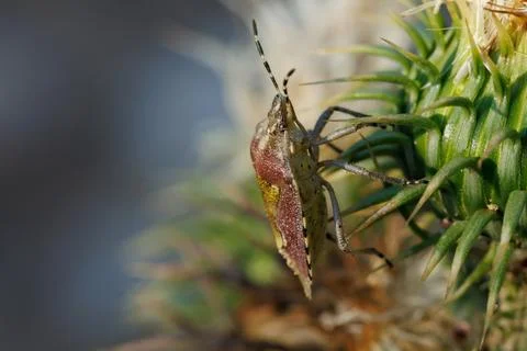Shield bug Dolycoris baccarum at base of thistle flower, Alcoy, Spain Stock Photos