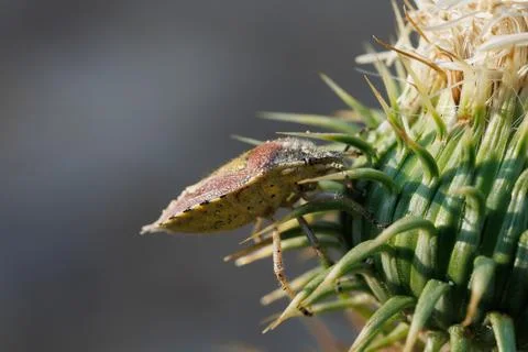 Shield bug Dolycoris baccarum at base of thistle flower, Alcoy, Spain Stock Photos