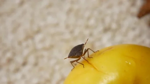 Shield Bug is Eating Stock Footage 135175743