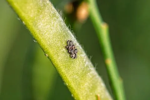 Shield bug eggs Pentatomidae cluster on green leaf macro close-up in natura.. 스톡 사진