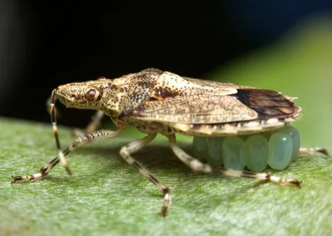 Shield bug with eggs Stock Photos