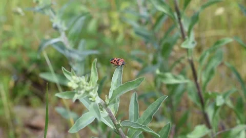 Shield bug Stock Footage 155184520