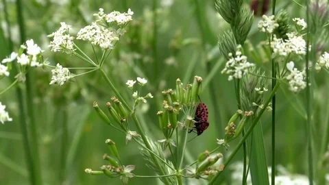 Shield bug (graphosoma lineatum) crawling up and down yarrow, beautiful bug Video stock 76796380