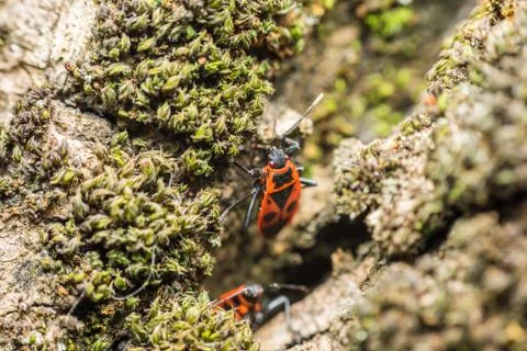 Shield Bug (Graphosoma Lineatum) Stock Photos
