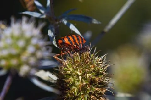 Shield bug, graphosoma lineatum, is sitting on a bud blue eryngo, eryngium pl Stock Photos